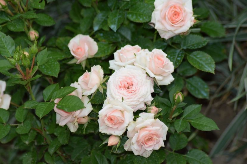  - Flori din gradina matusii