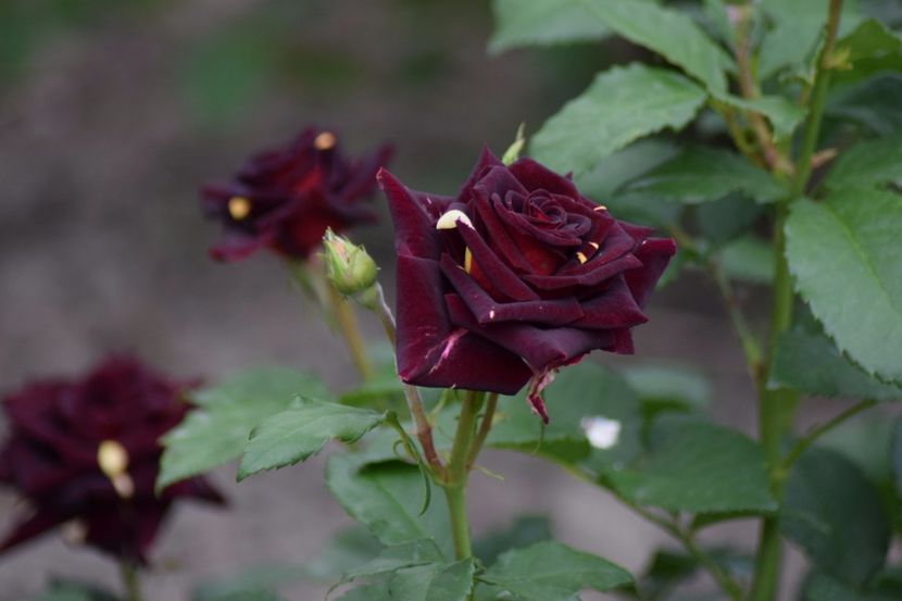  - Flori din gradina matusii