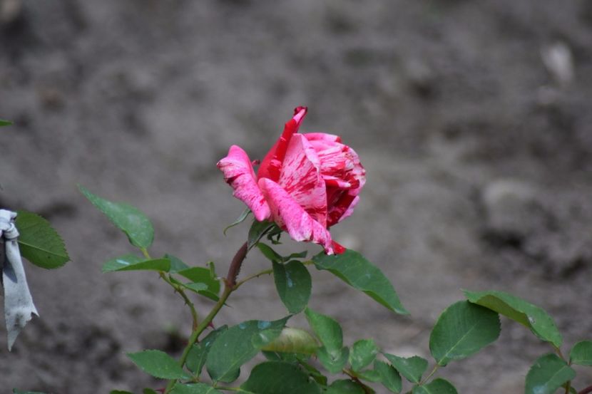 Dimov 30 - Flori din gradina matusii