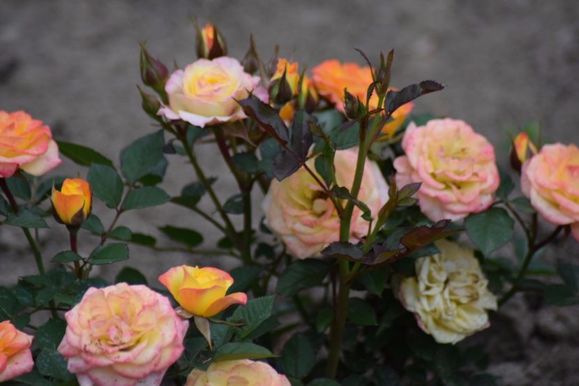  - Flori din gradina matusii