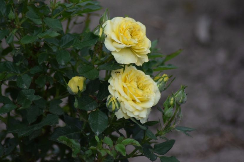  - Flori din gradina matusii