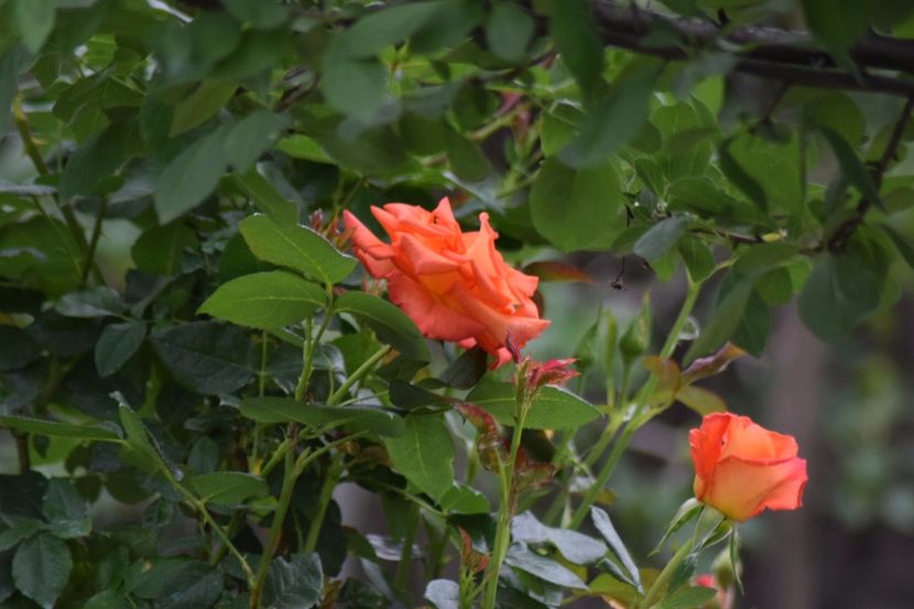  - Flori din gradina matusii