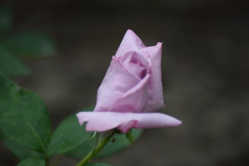 Sisi - Flori din gradina matusii