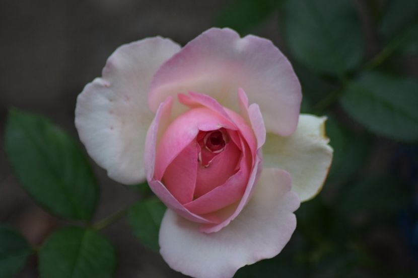 Eden rose - Flori din gradina matusii