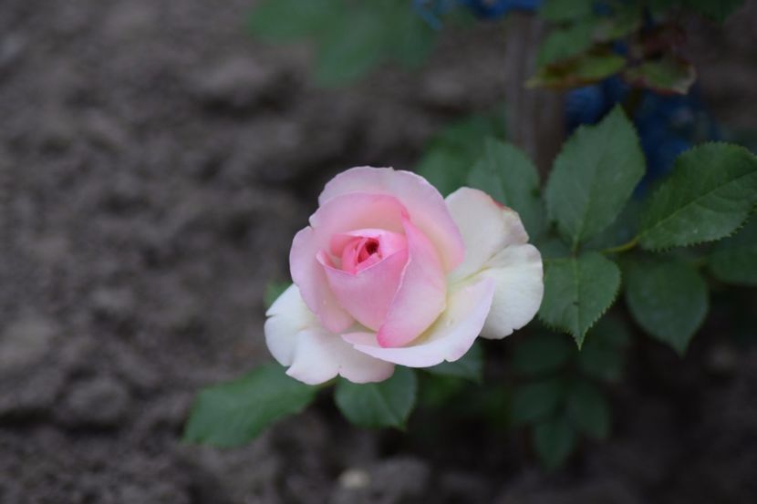 Eden - Flori din gradina matusii