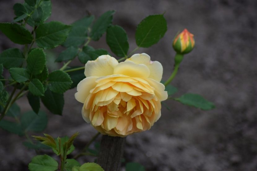 G. Thomas - Flori din gradina matusii