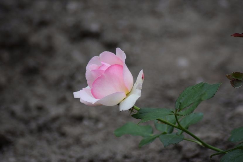  - Flori din gradina matusii