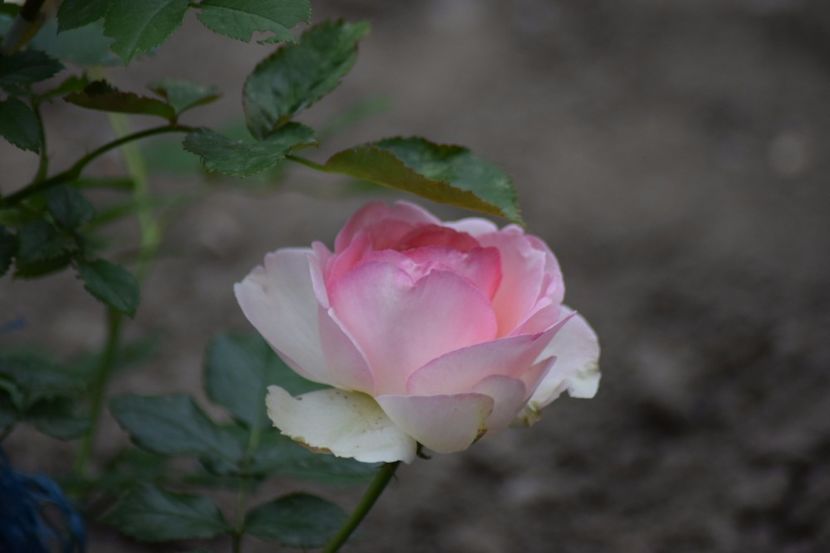  - Flori din gradina matusii