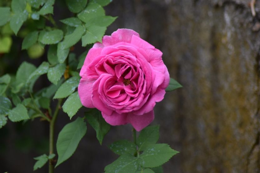 Madame Isaac Pereire - Flori din gradina matusii