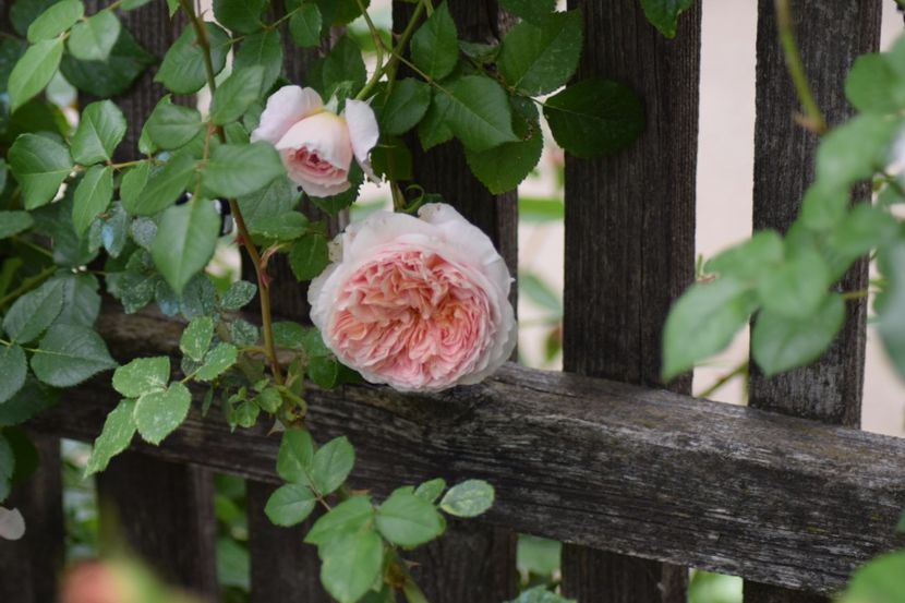 A Dearby - Flori din gradina matusii