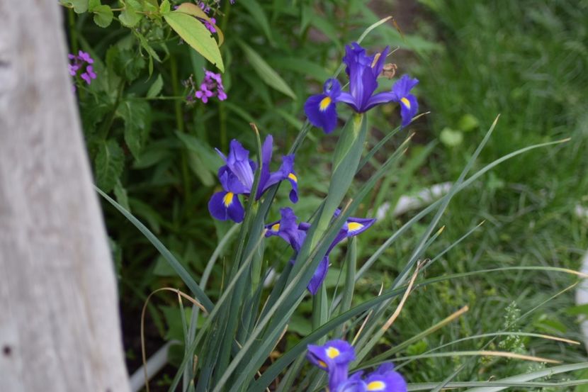  - Flori din gradina matusii