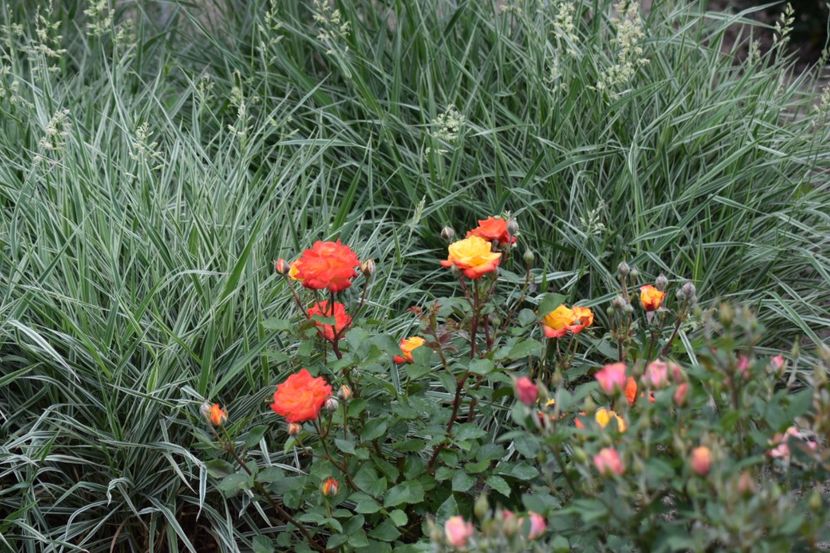 Rumba - Flori din gradina matusii