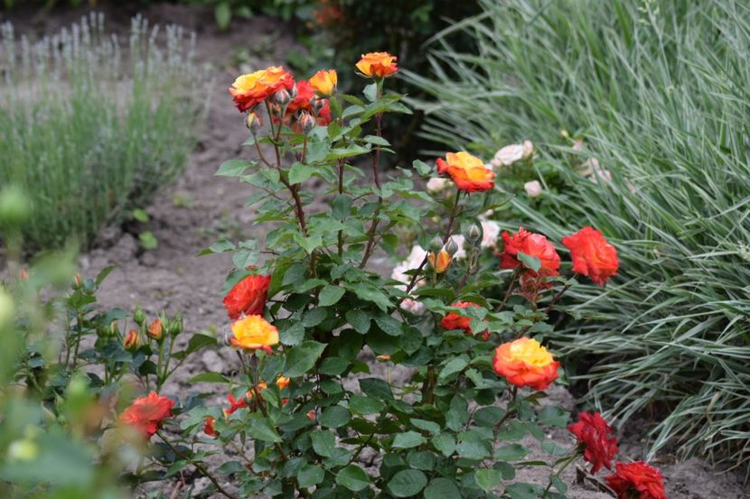  - Flori din gradina matusii