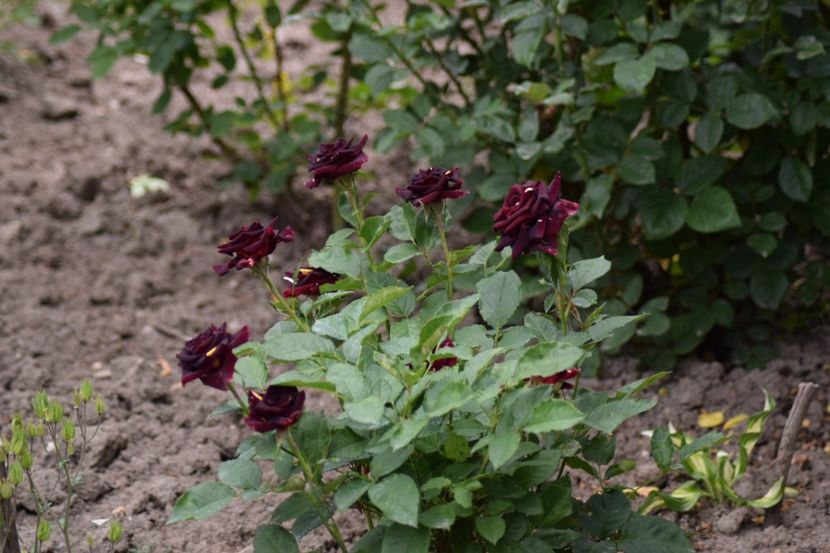  - Flori din gradina matusii