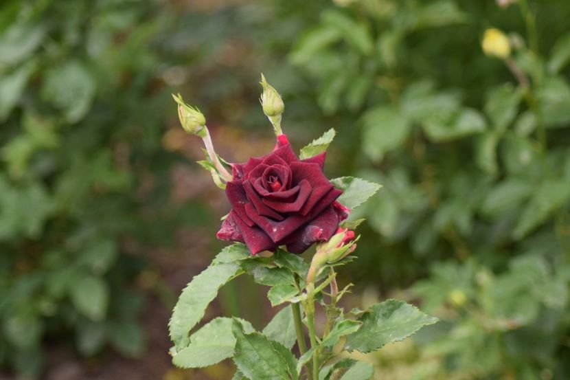  - Flori din gradina matusii