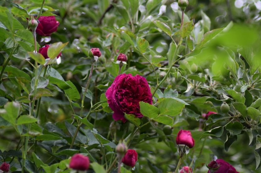  - Flori din gradina matusii