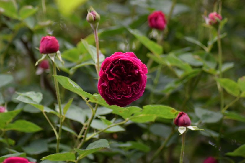  - Flori din gradina matusii