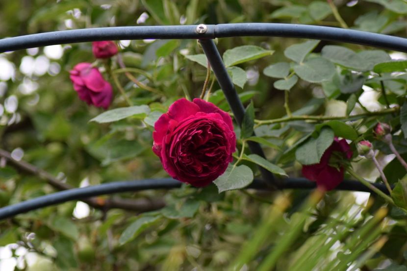  - Flori din gradina matusii