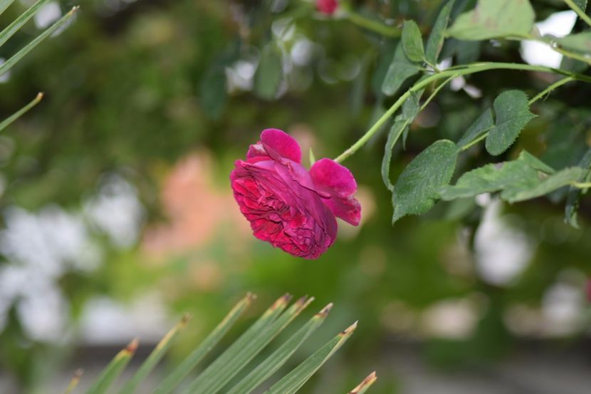  - Flori din gradina matusii