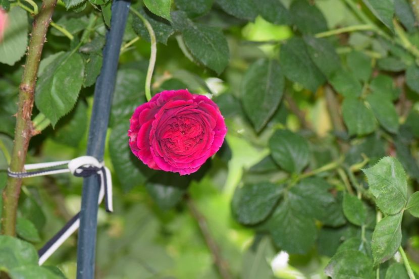  - Flori din gradina matusii