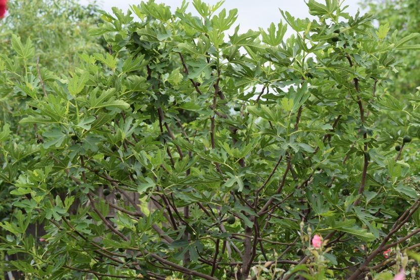  - Flori din gradina matusii