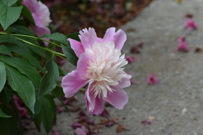  - Flori din gradina matusii