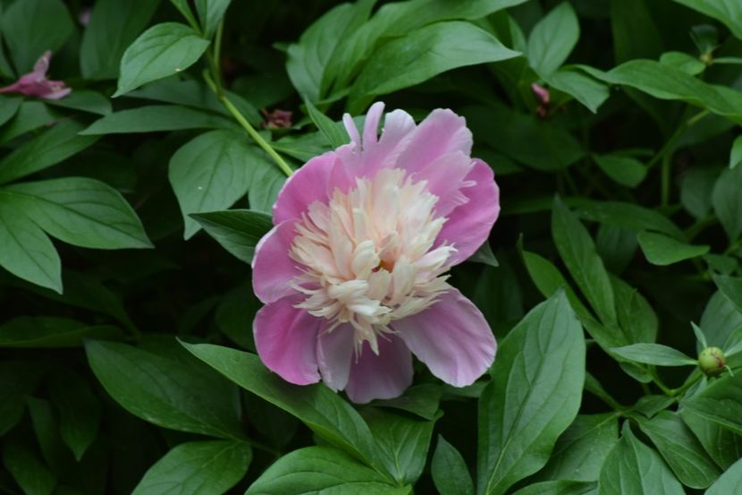  - Flori din gradina matusii