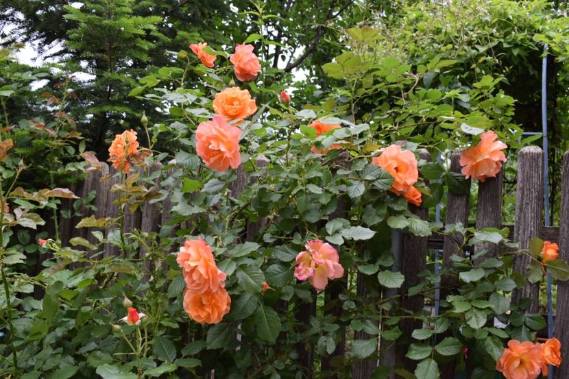 Westerland - Flori din gradina matusii