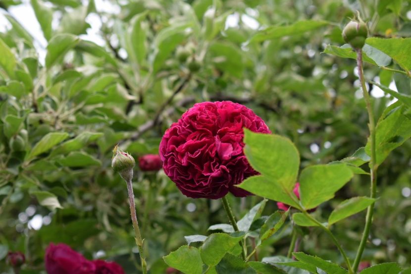  - Flori din gradina matusii