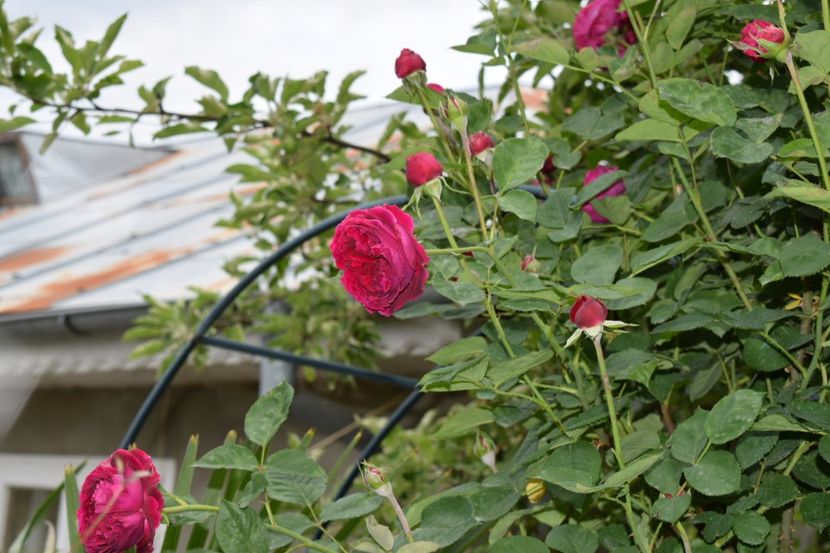  - Flori din gradina matusii