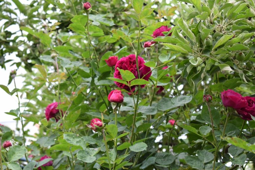  - Flori din gradina matusii