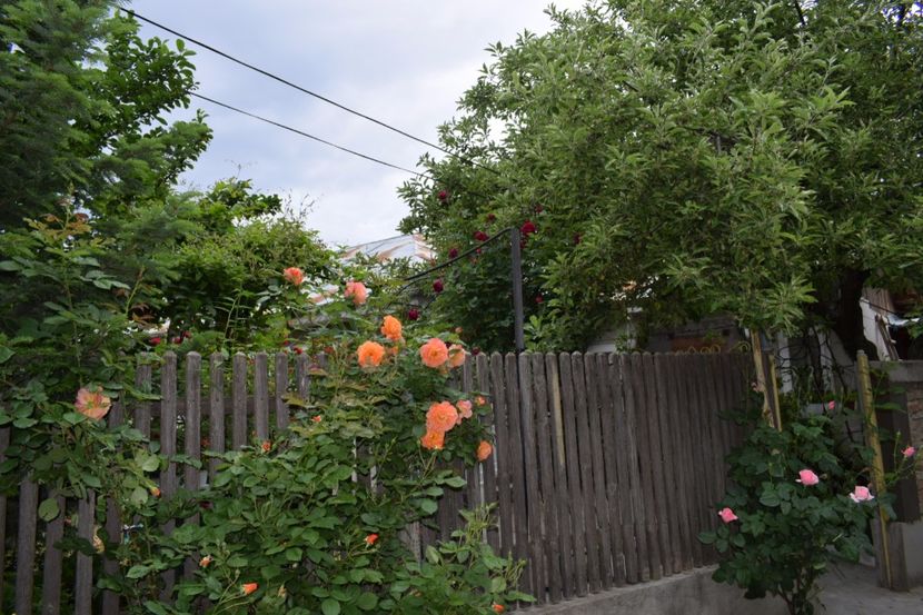 Westerland in prim plan si Falstaff in spate - Flori din gradina matusii