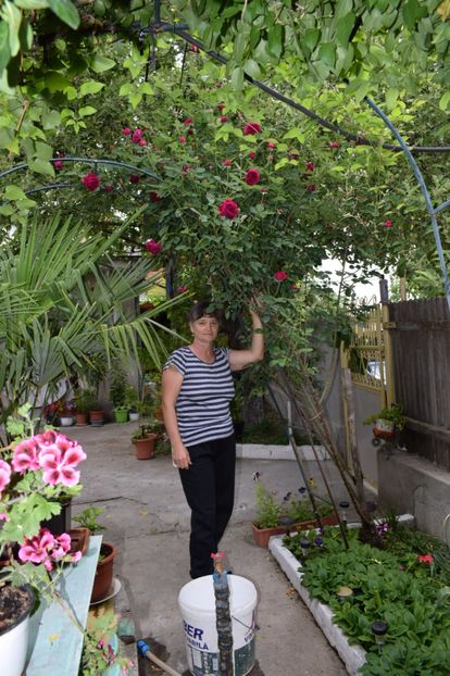 Mandria gradinii - Flori din gradina matusii