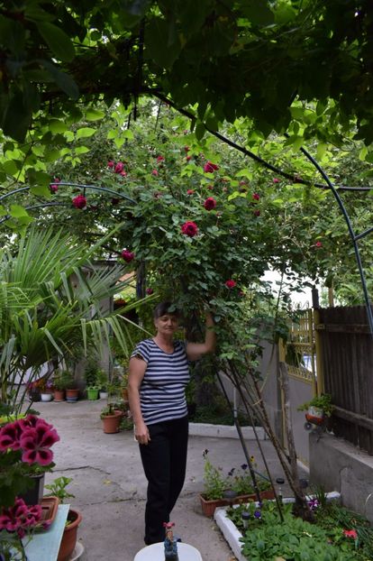  - Flori din gradina matusii