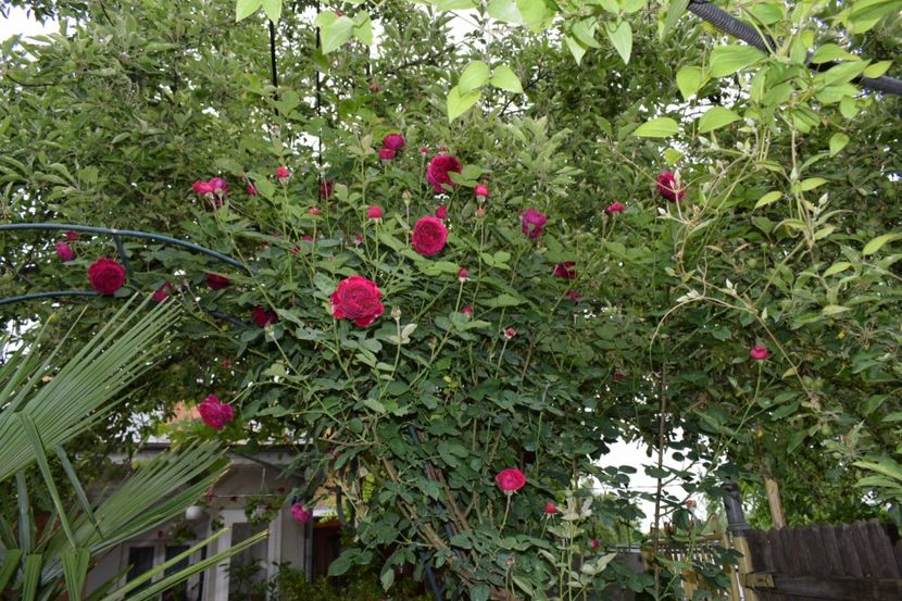 Falstaff - Flori din gradina matusii