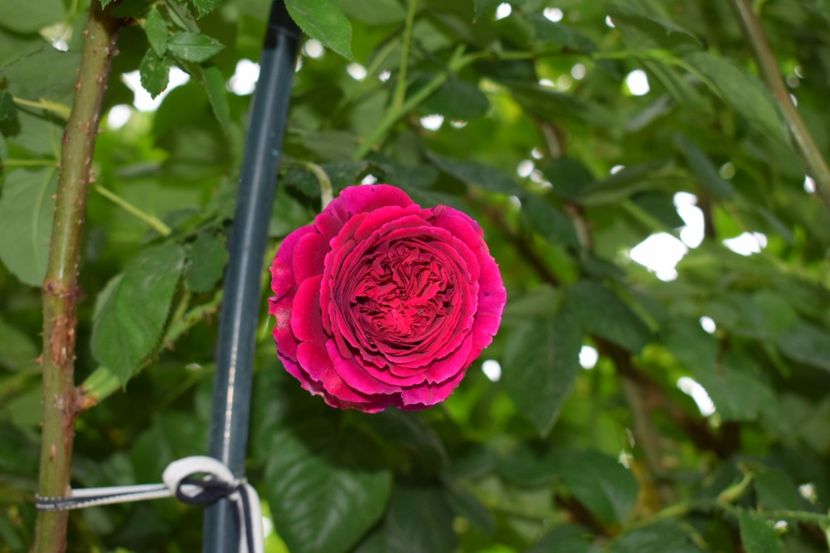 Falstaff - Flori din gradina matusii