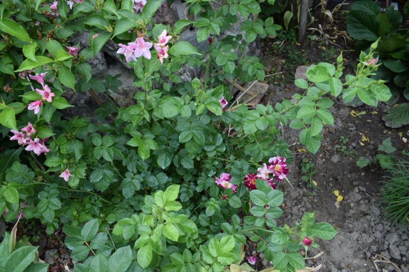 Wigella - Flori din gradina matusii