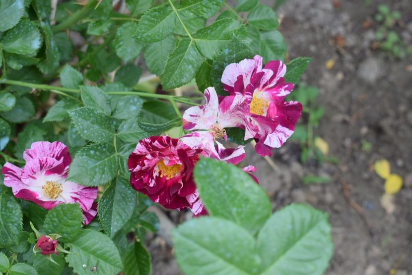 Purple splash - Flori din gradina matusii