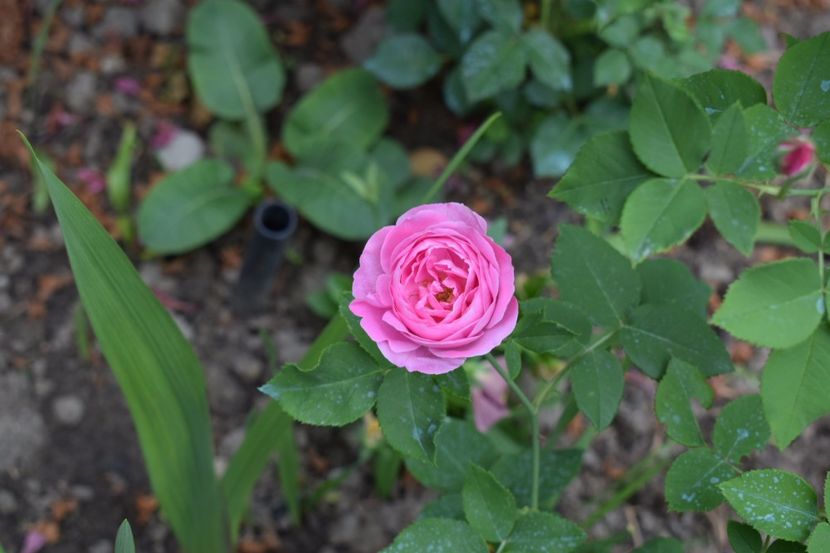 L Odiere - Flori din gradina matusii