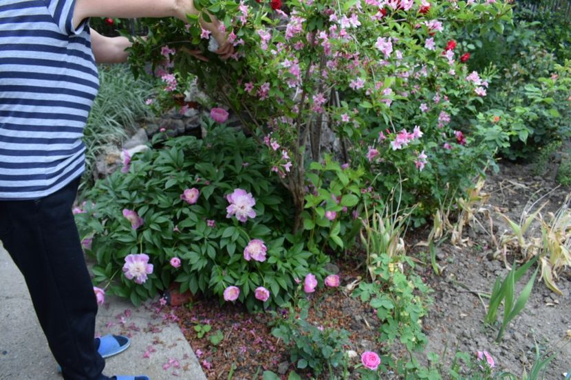  - Flori din gradina matusii