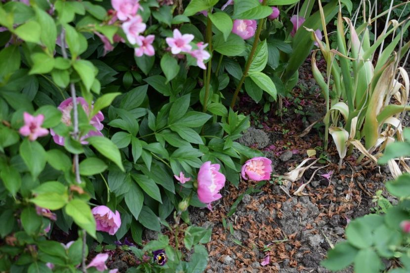  - Flori din gradina matusii