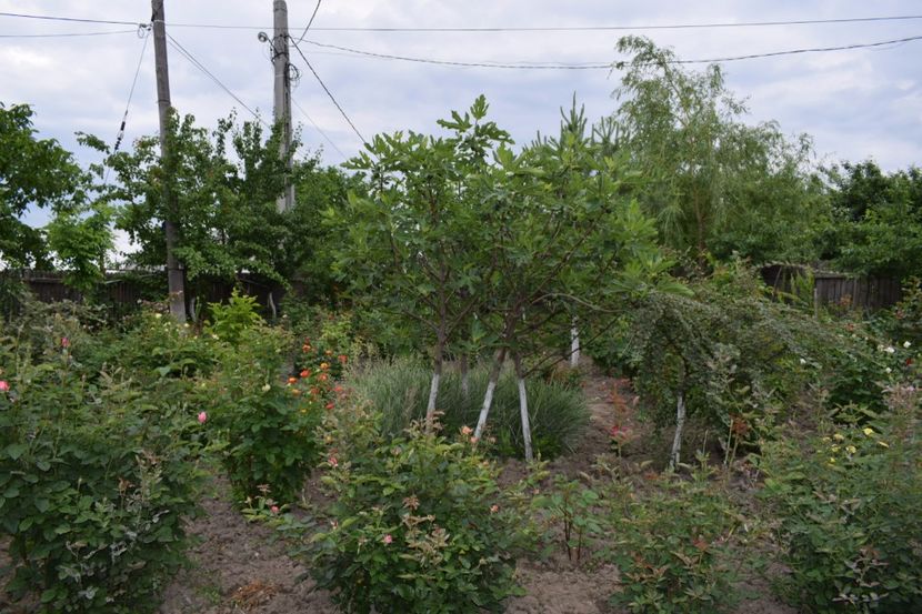  - Flori din gradina matusii