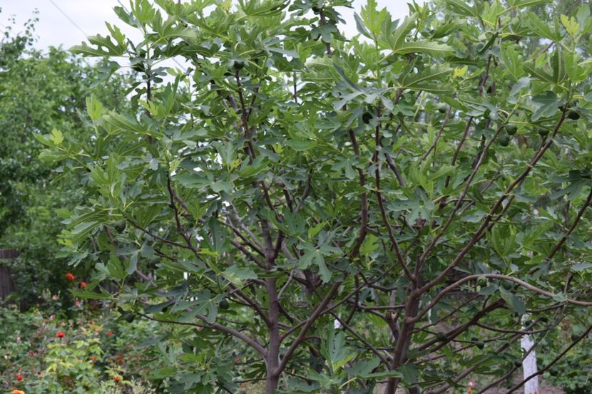  - Flori din gradina matusii