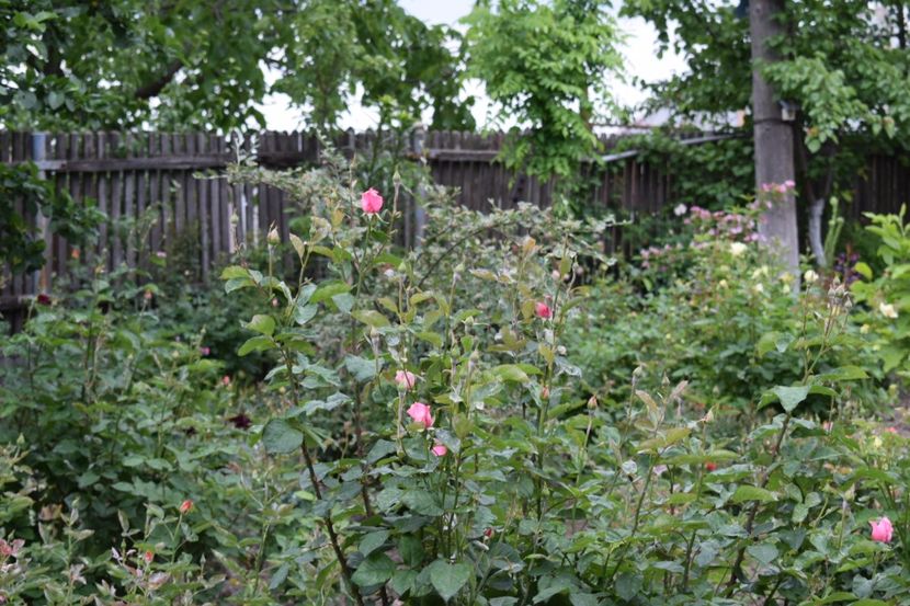  - Flori din gradina matusii