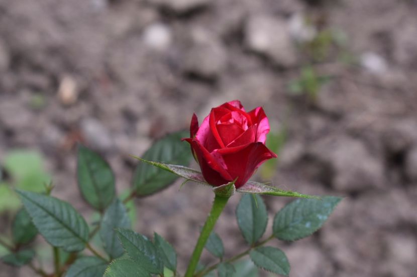  - Flori din gradina matusii