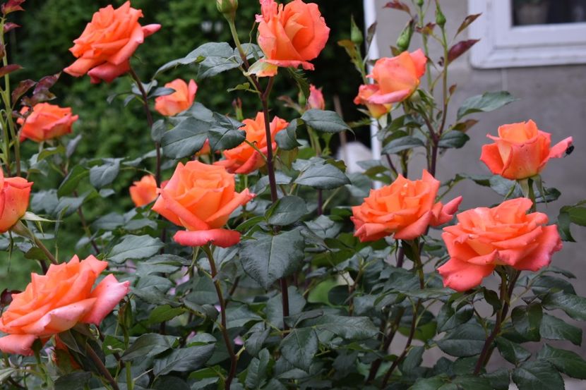  - Flori din gradina matusii