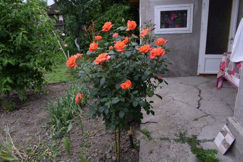 Monika - Flori din gradina matusii