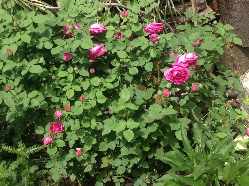  - Madam Isaac de Pereire