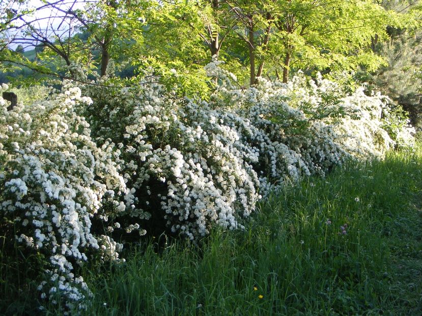  - Langa gard si flori de camp