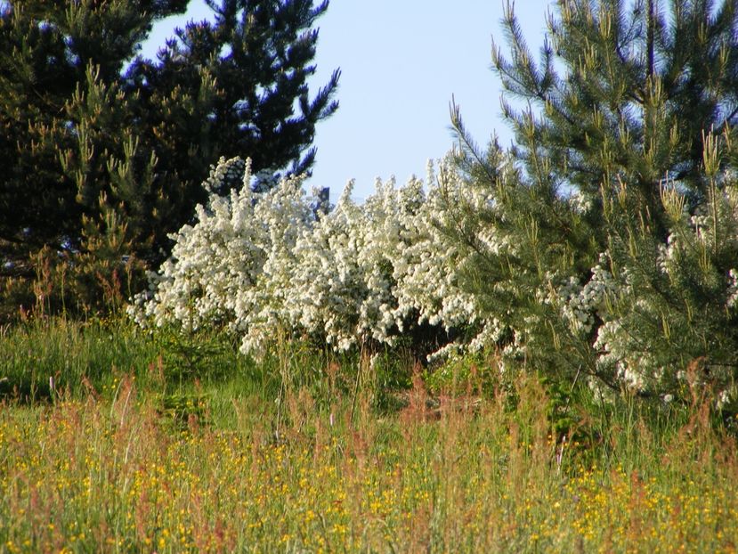  - Langa gard si flori de camp